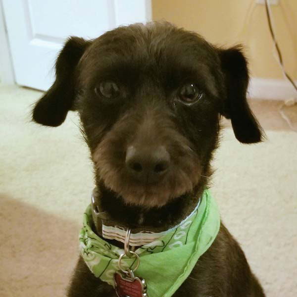 dustydog3.jpg